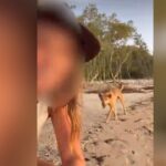Dangerous Selfies with Dingoes: Tourists Face Fines for Risky Encounters