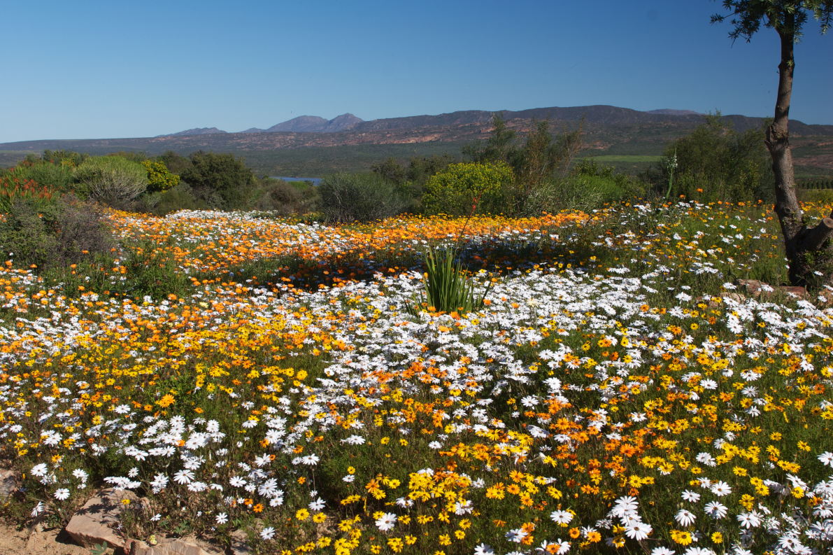 Exploring the Colorful Carpet of Wildflowers in South Africa